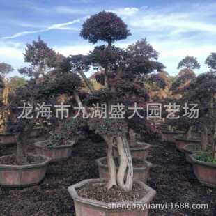 �t���^ľ�䘶�r�� �������l�t���^ľ�䘶 ���ͼt���^ľ���辰