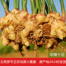 云南高山新鲜小黄姜有机土姜月子姜仔姜老姜农家自种有机认证