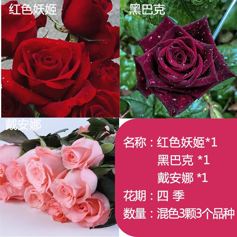 Rose Seedlings Yunnan Kunming Old Stump Red Rose Old Root White Powder Rose Seedlings Bloom in All Seasons and Fragrant Florals