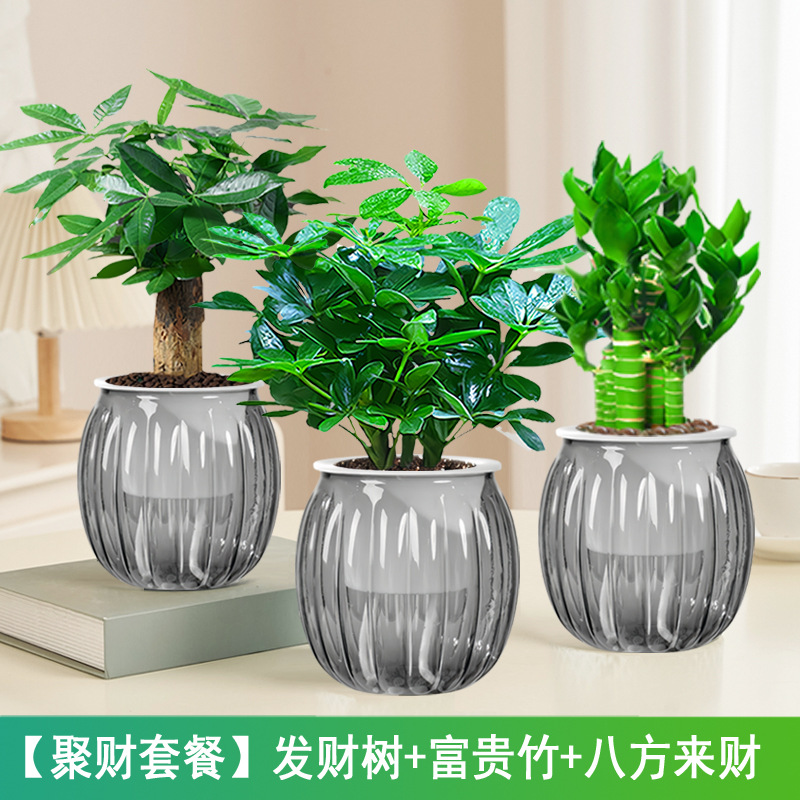 [부모집] 돈나무 + 행운죽 + 사방에서 오는 부(회색 호박 냄비) + 캠프