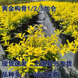 �S���۹��羫Ʒ�S���۹�����@�־G����ľֱ�N���G�Gֲ��ľ����