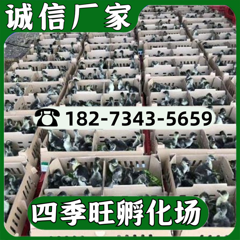 鹅苗