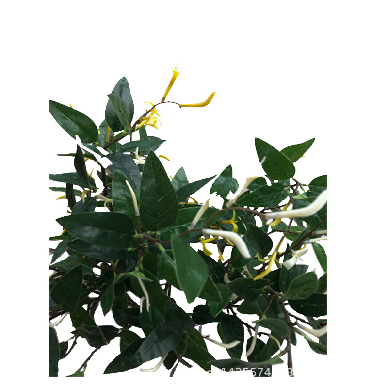 XRB-260 金银花大梅枝  (1).jpg