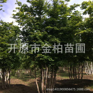 �ŽǗ����̴�䅲���ϻ���3-10��֦���^��@��ľ�����ŽǗ�����