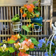 �ȿڼt����÷���Ԏ����ļ��_�������ջ���ͥԺ�̨�Nֲ