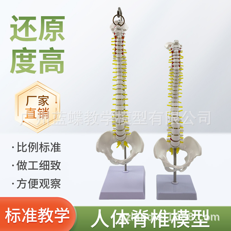 ��ʽ45CM���弹��������ģ�������ַ���ϰ ��׵��׵������ҽѧ