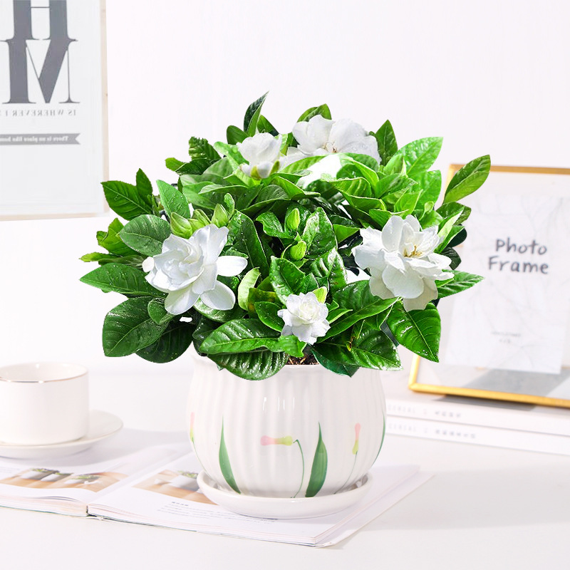 140 # 싹이 있는 치자나무 (Q1 연잎 세라믹 화분) + 영양액