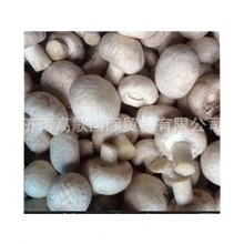 厂家常年供应速冻双孢菇agaricus bisporus  欢迎选购