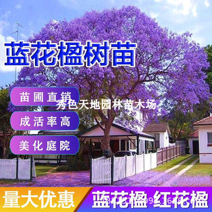ϡ���{��麘���e��ͥԺ�G���լ���������ļ��Nֲ�ͺ��L�������