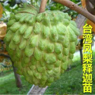 �޽���ȹ�����̨���P����ȹ�����ӹ����緬��֦�箔��Y������