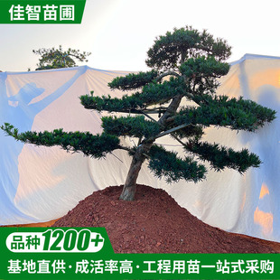 �_�h�ɻ��� С�^���@�V���G���쾰�����_�h��б�h�L�h�� �F؛���l