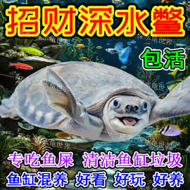 深水龟鱼缸混养中华鳖珍珠鳖黄耳龟地图火焰龟观赏乌龟活启梅商行