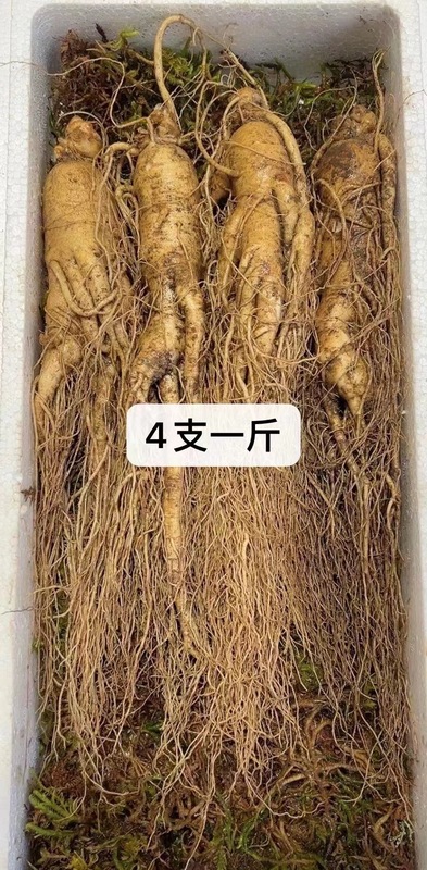 長白山産生高麗人参、各種サイズ、土付き生高麗人参、工場卸売、高麗人参強壮ギフト、ドロップシッピング対応|undefined