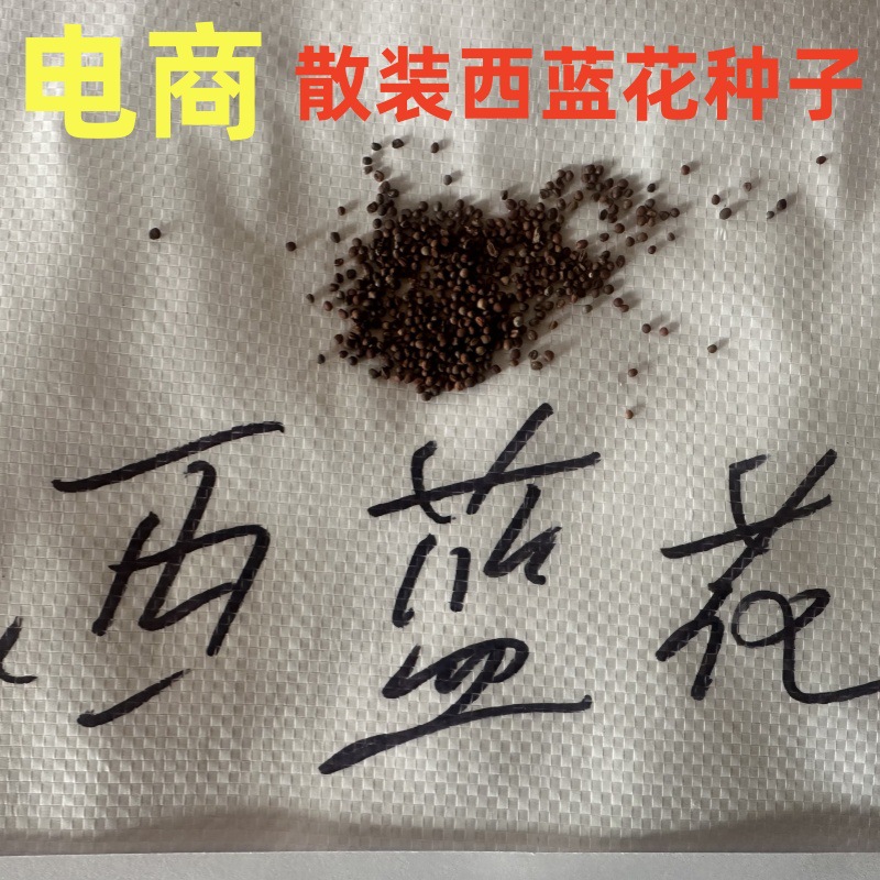 批发西兰花电商供货西蓝花蔬菜种子散装松花菜花椰菜小包装设计