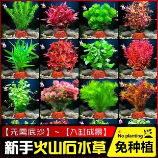 Volcanic Stone Aquatic Plants Fish Tank Landscaping Hydroponic Negative Centipede Grass Green Chrysanthemum Real Grass Ornaments Aquarium Full Package