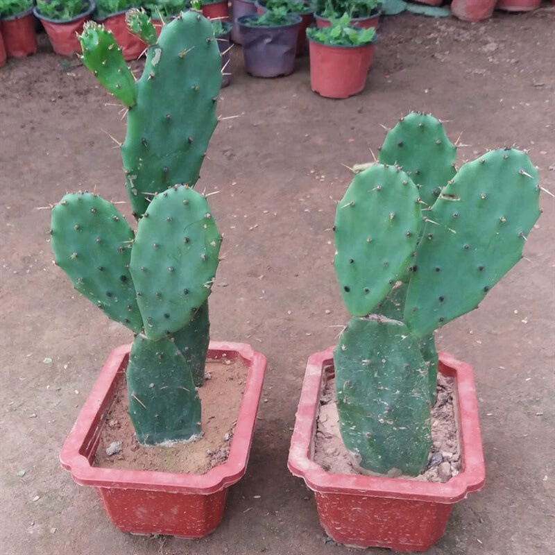 Кактус в горшке Свежий мексиканский Мибанта Съедобный лекарственный кактус Мясистая посадка Зеленая посадка