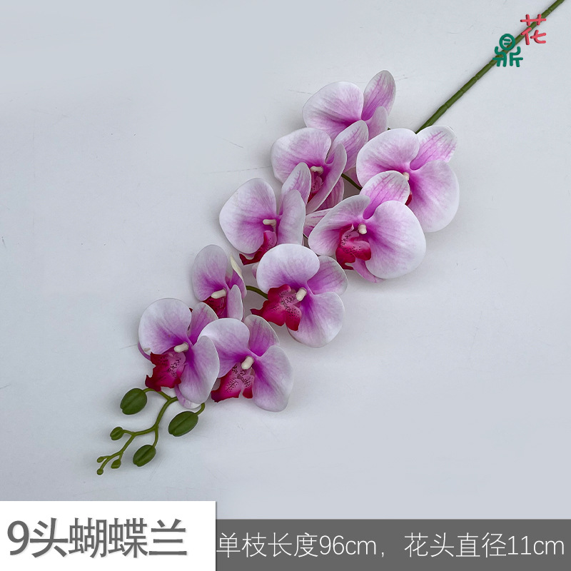 9 phalaenopsis GFG #45 백색 분말 그라디언트
