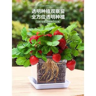 ��ͯ�NֲС���Բ�ݮ�N�������b���տ��P�ɻ��N�W�����ֲ��N��