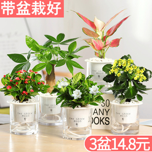 Money Tree, Green Radish, Hydroponic Green Plants, Potted Florals, Small Plants, Indoor Florals, Easy to Grow, Succulent Aloe Vera, Gardenia, Asparagus