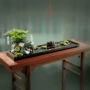水培长方型景观文竹绿植