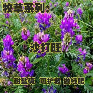 ɳ�����N�� ���������ݷN �G�ʲ� �o�²� �ͺ��ͺ����}�|