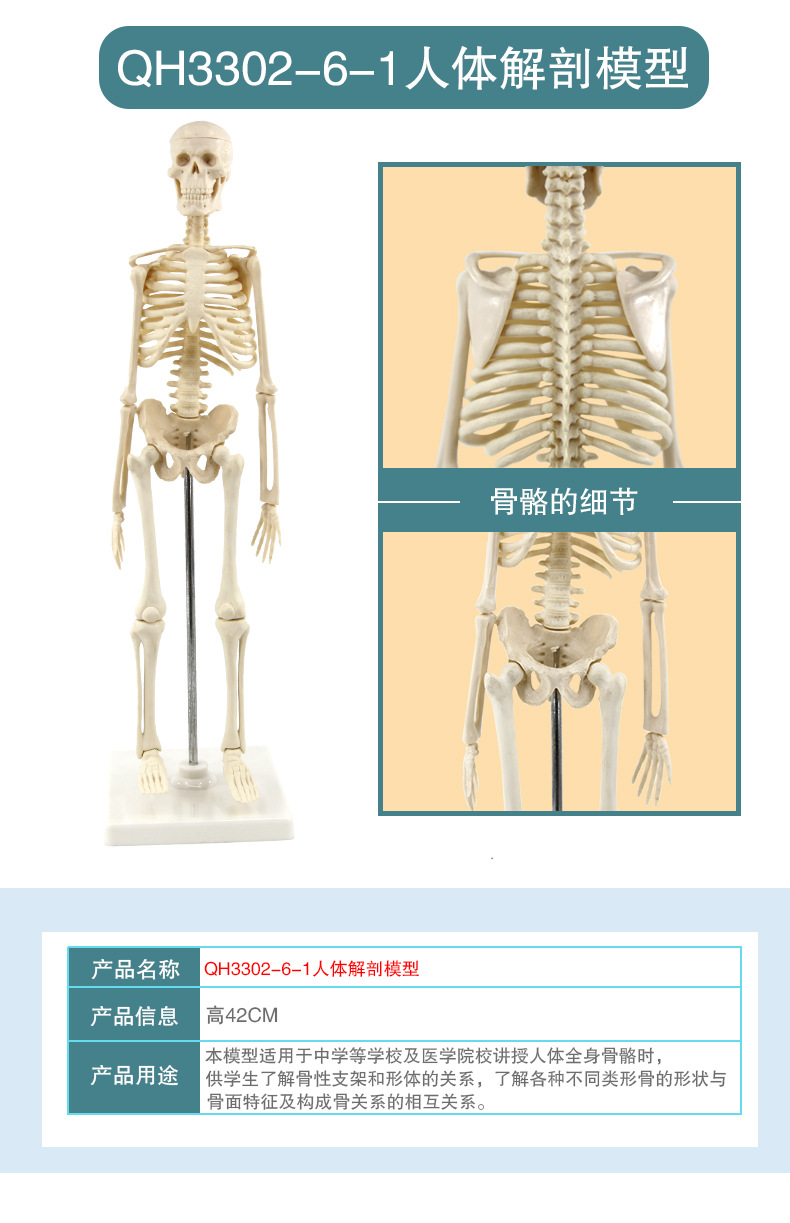 骨骼模型_07.jpg