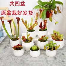 【四大名捕套餐】食人花捕蝇草盆栽猪笼草茅膏菜瓶子草食虫植物