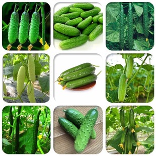 Fruit Cucumber Seeds Are Sown in Spring, Old Varieties Are Picked, and They Are Unbeatable in Home Vegetable Planting. They Have Good Taste, Good Quality, and Strong Fragrance