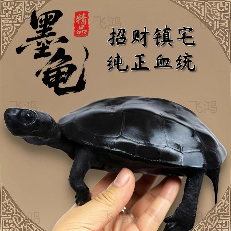A Pair of Small Black-Bellied Turtles, Live Ornamental Turtles, Long-Lived Turtles, Free Shipping from the Manufacturer A Pair of Small Black-Bellied Turtles, Live Ornamental Turtles, Long-Lived Turtles, Free Shipping from the Manufacturer