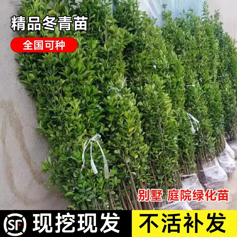 Саженцы падуба французский вертикальный забор Двор Забор растения все сезоны вечнозеленые морозостойкие саженцы Самшит Хоккайдо
