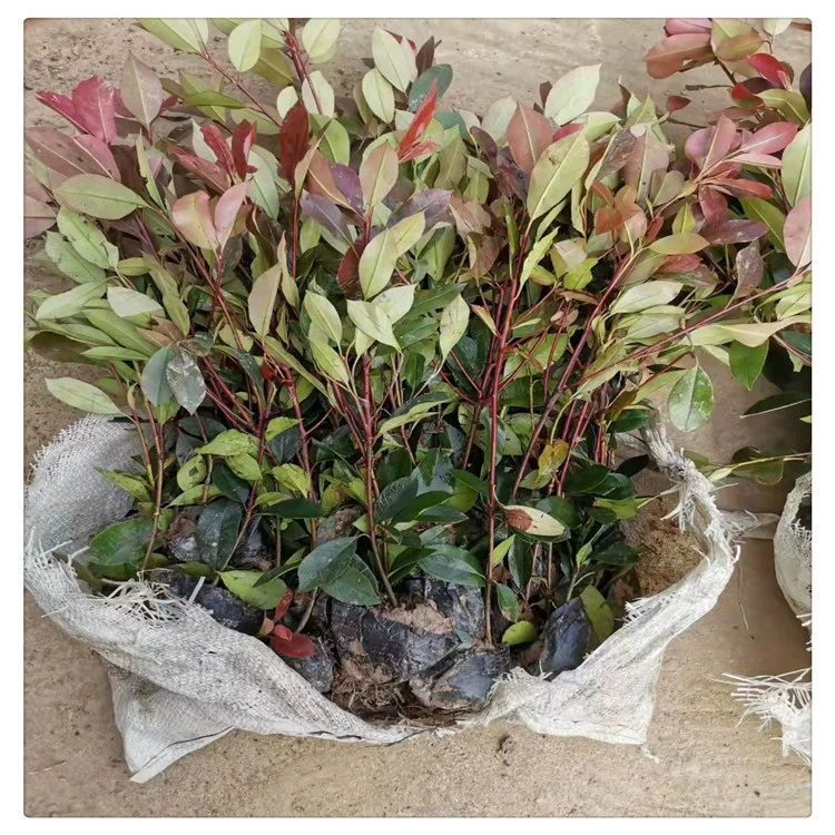 Оптовые Зеленые саженцы краснолистного вереска, посадка во дворе, морозостойкие, устойчивые к тени, вечнозеленые зеленые Зеленые саженцы Four Seasons