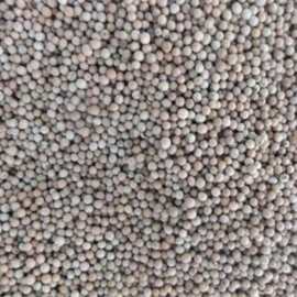 批发新采收光皮树种子绿化林木种子光皮梾木种子保证质量实拍图片