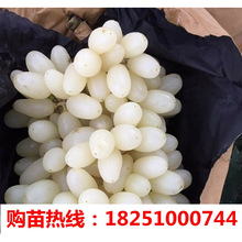 葡萄果树苗木 葡萄树苗 白雪葡萄苗 盆栽地栽阳台庭院果树苗