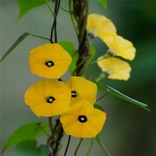 �Sɫ���Ġ�ţ���N��ϡ�г�����Ȼ��N������ֲ��h����Ԯ�o������