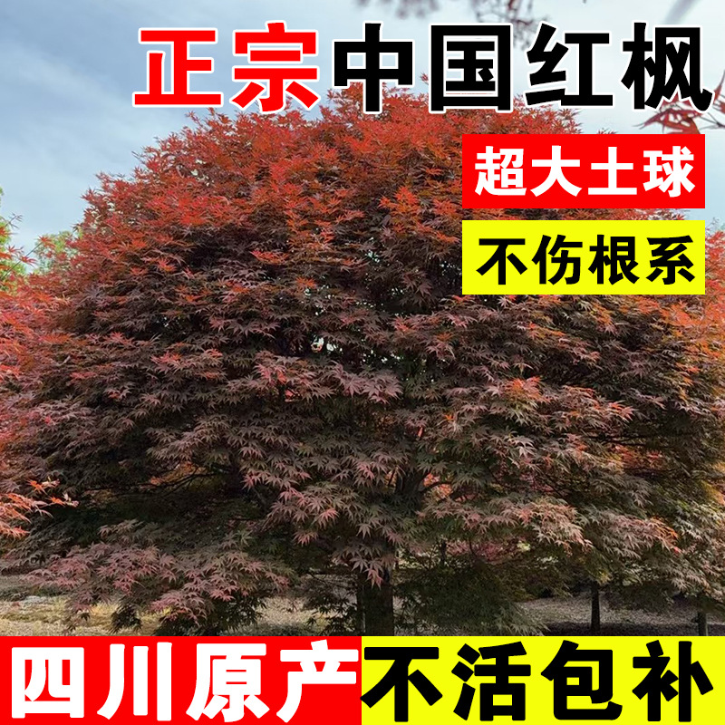 中国红枫树苗四川园林庭院绿化高档别墅植物精品花卉行道风景大树