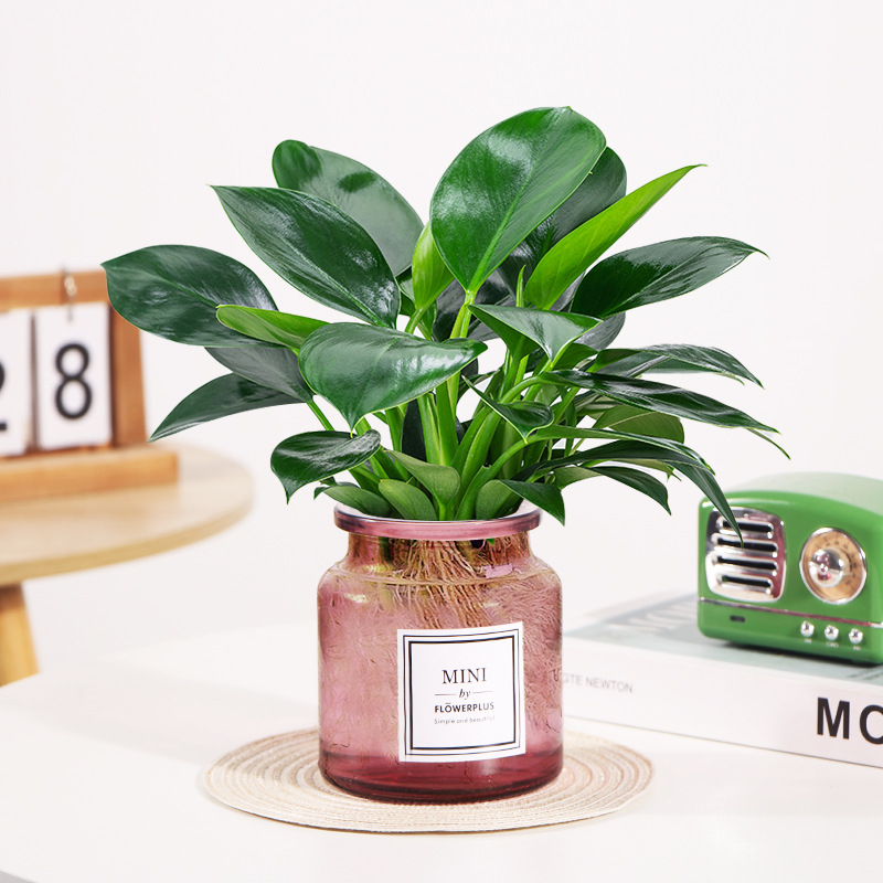 골드 다이아몬드 높이 25cm [MINI 와인 레드 유리 세면대] + 영양액