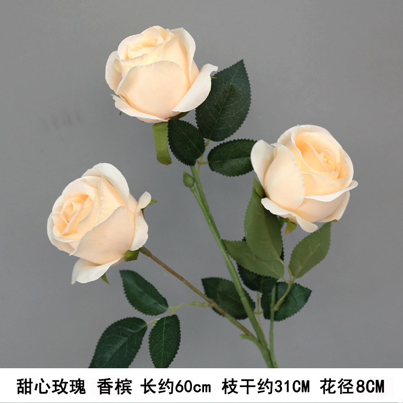 연인 로즈-샴페인