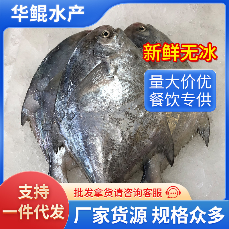 新鲜海捕银鲳鱼舟山鲳鱼深海鱼速冻海鲜水产烧烤食材厂家直销批发