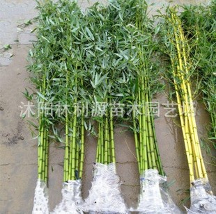 基地青竹四季竹 金镶玉紫竹刚竹 棵棵精挑细选 长期供应-阿里巴巴
