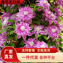 �sɪ���F��ɏ���������̨���ٴ�������ֲ���ɫ���ذ�༾�_��