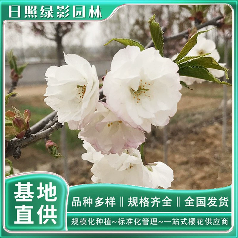 7 см Бай Мяо саженец вишневого цвета База напрямую поставляет зеленый теневой сад Производственная площадь вишневого цвета