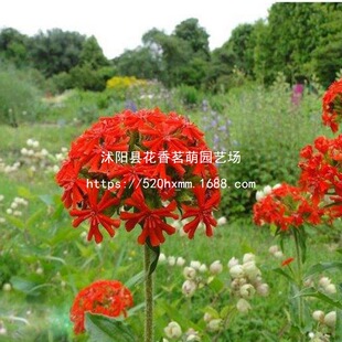 ɢ�b�������òݻ��N�Ѵ󻨼����_�N�Ӷ������ݱ��ļ��ɲ��N�����}