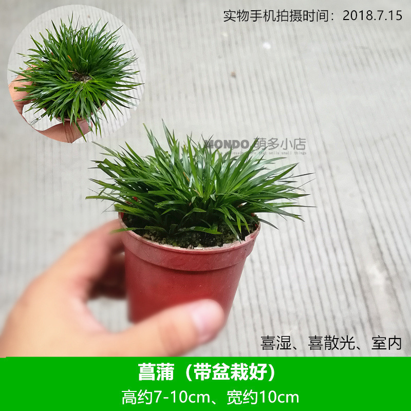 (화분으로) 종아리