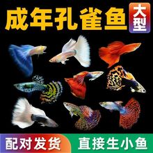 【首单直降】孔雀鱼鱼苗观赏鱼纯种热带小型淡水好养耐活凤尾小鱼