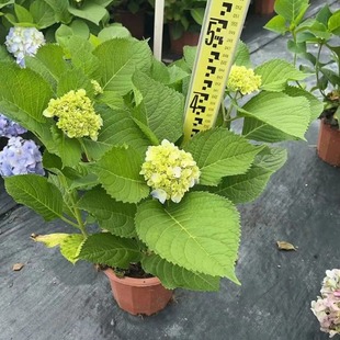 ��������P�Ի���ֲ����B���B����ع��� �����زľG�h������