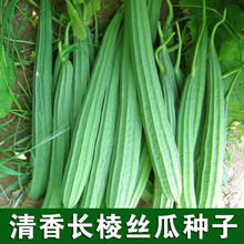 ����L��z�ϷN�Ӱ˽���z�ϷN�����L����߮a�͟��ͺ��߲˷N��