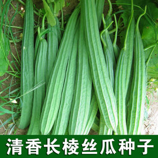 ����L��z�ϷN�Ӱ˽���z�ϷN�����L����߮a�͟��ͺ��߲˷N��