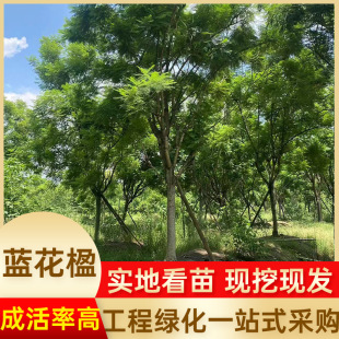 ���l�{��麘�@�ֹ��̘�G����Ϛg����ľ�𻨘�ͥԺ�e���е�����