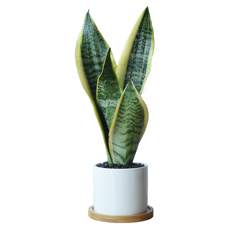 Viento nórdico jade blanco tigre orquídea purificación de aire flor absorción formaldehído planta verde de prevención de la radiación de oficina planta en maceta de sombra