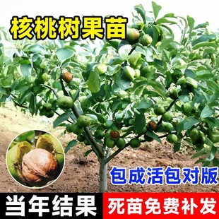 Extra Large Walnut Tree, New Variety of Walnut Fruit Sapling, Grafted Seedling with Thin Skin, Planted in All Seasons in the North and South, and the Results of the Year
